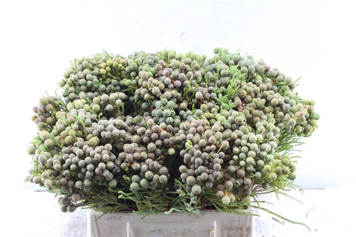 <h4>Kaaps Berz Hybrid</h4>