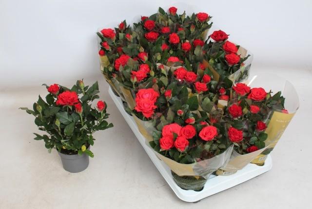 <h4>RO RED MERCE KORD GR</h4>