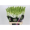 Antirrhinum Potomac White