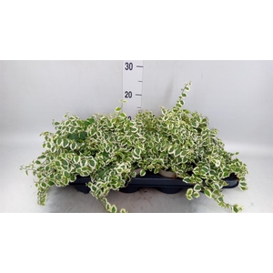 Ficus pumila 'Belle Sunny'