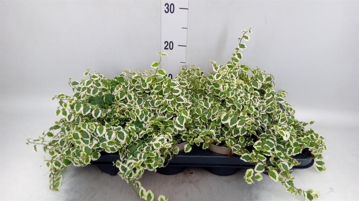 <h4>Ficus pumila 'Belle Sunny'</h4>