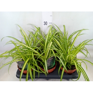 Chlorophytum cos. 'Atlantic'