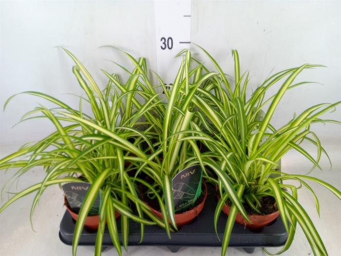<h4>Chlorophytum cos. 'Atlantic'</h4>