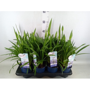 Agapanthus  'Amourette Superb'