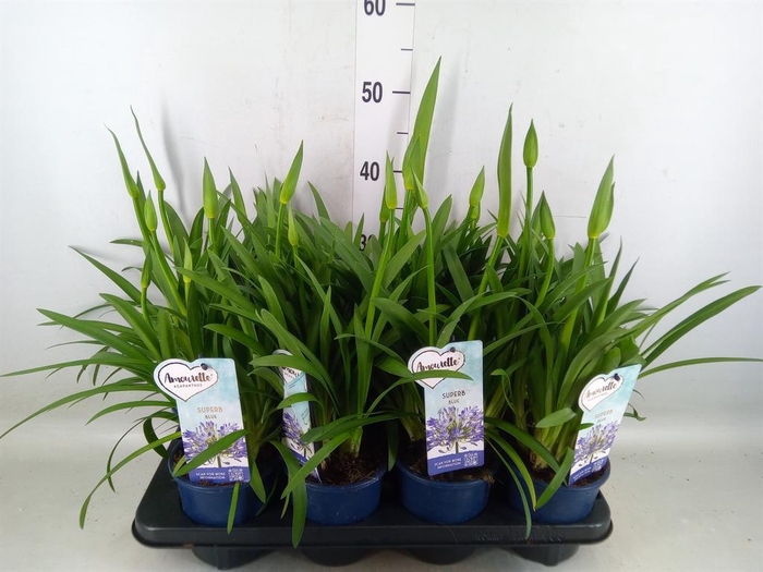 <h4>Agapanthus  'Amourette Superb'</h4>