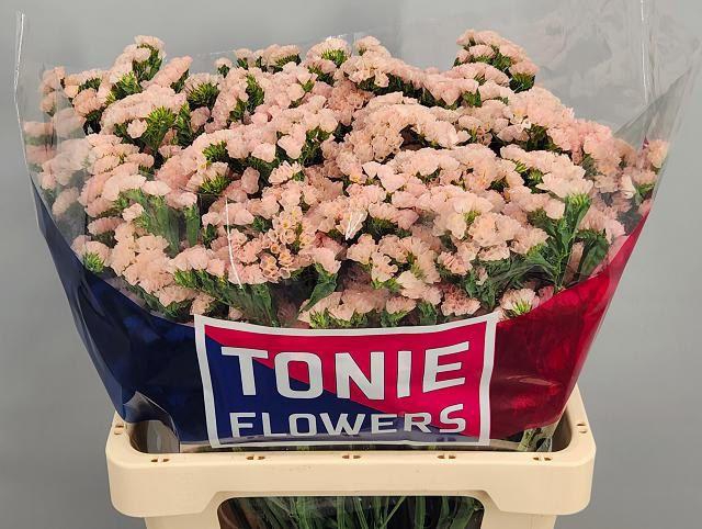 <h4>LIM S SWEET APRICOT+</h4>