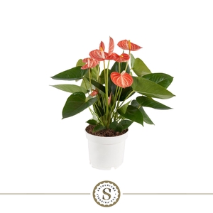 Anthurium Livium Orange 12cm