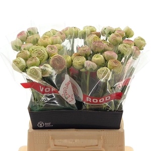 Ran Aazur Pink Stripe