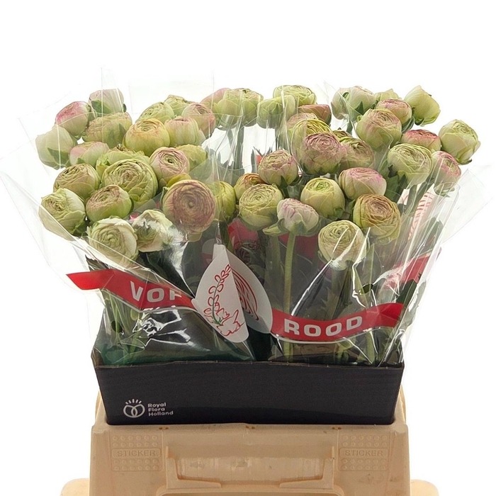 <h4>Ran Aazur Pink Stripe</h4>