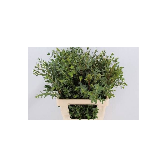 <h4>EUC PARVIFOLIA P BS</h4>
