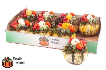 <h4>Cucurbita Pepo</h4>