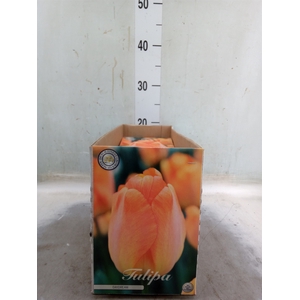 Tulipa   ...flowerbulbs
