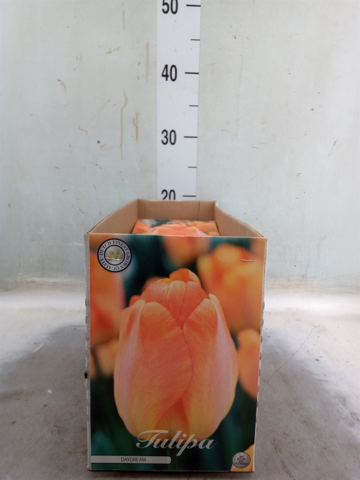<h4>Tulipa   ...flowerbulbs</h4>