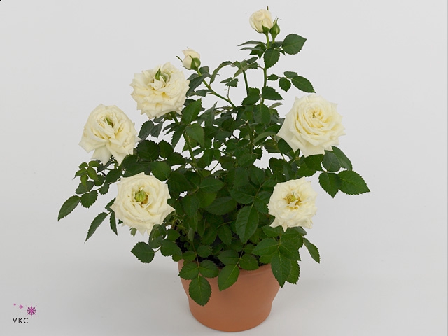 Rosa white in P&PURE Fashionpot Valerie