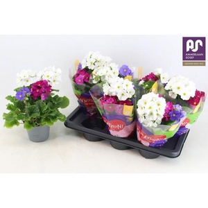 Prim Ob Sweetkis Sen