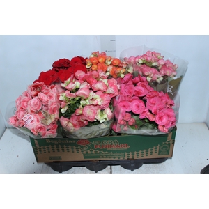 BEGONIA P15