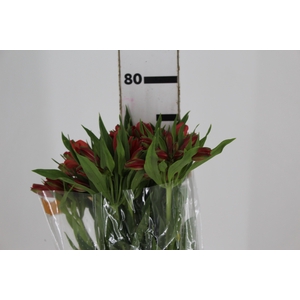 ALSTROEMERIA DIAMANTINA 080 CM