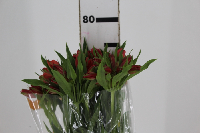 <h4>ALSTROEMERIA DIAMANTINA 080 CM</h4>