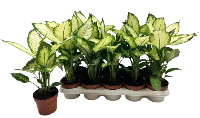 <h4>DIEFF CAMILLA</h4>