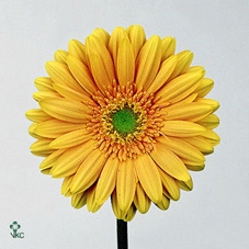 HYDR M ROY ANASTA CL