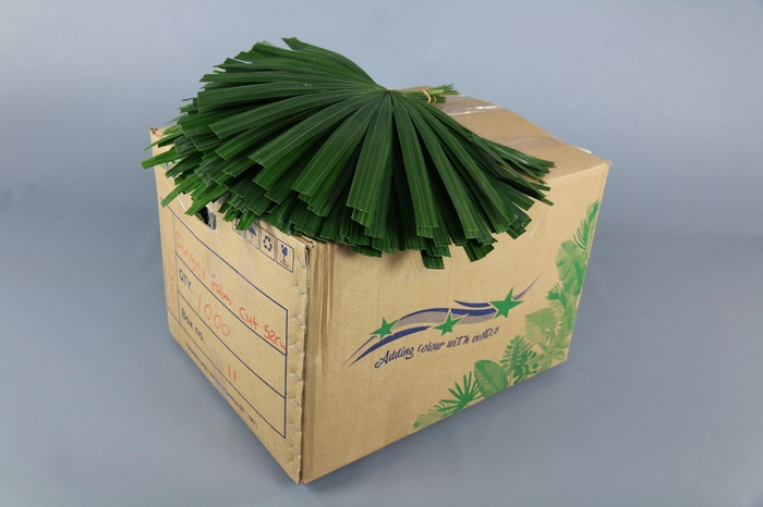 <h4>Raphis Cutted (air)(per stem)</h4>