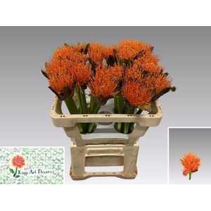 SCAD M KING O ORANGE