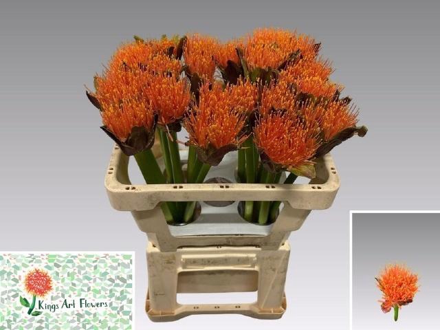 <h4>SCAD M KING O ORANGE</h4>