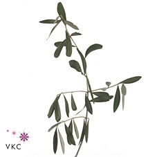 Olijf Super 200 Cm P Stem