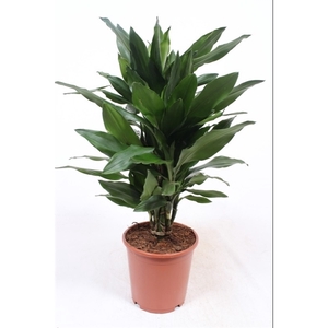 Dracaena Janet Lind