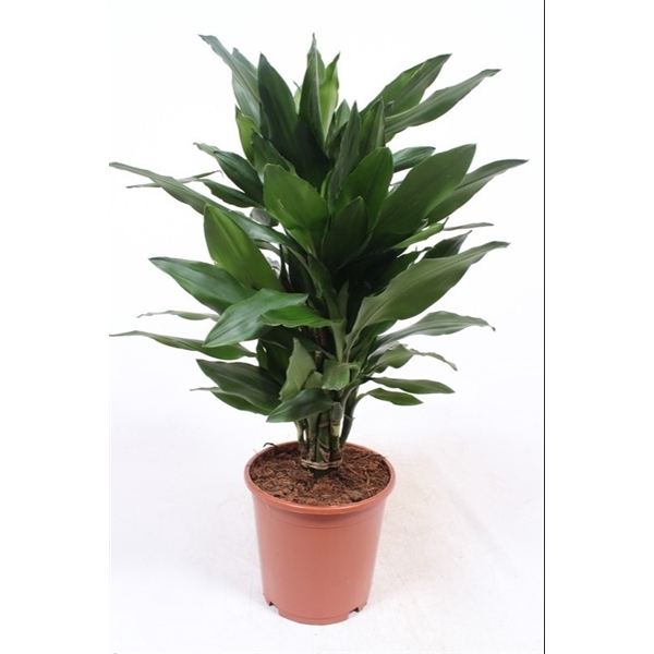 <h4>Dracaena Janet Lind</h4>