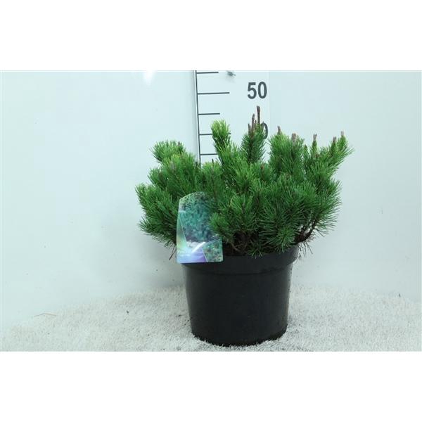 <h4>Pinus mugo mugo P29 potgekweekt</h4>