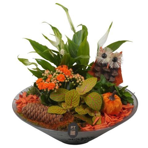 <h4>PTHG8262 Arrangement Autumn Glass in glas schaal</h4>