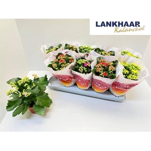 KAL GE PERF GEM 5 KL