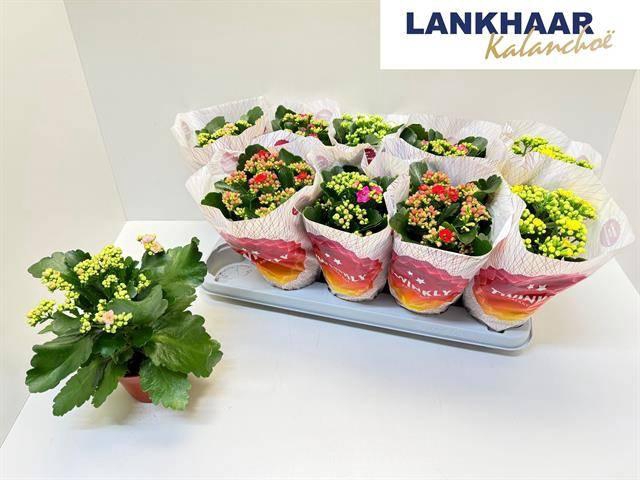 <h4>KAL GE PERF GEM 5 KL</h4>