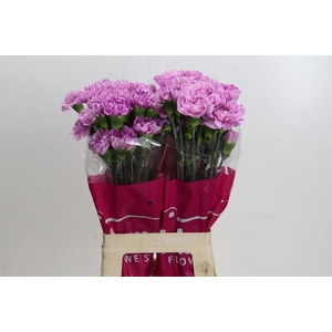 DIANTHUS ST YUKARI SCURO*