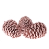 Pine cone Maritima 12cm x3