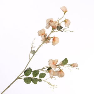 Lathyrus Spray Peach FL440247PEA