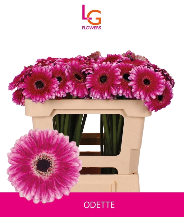 <h4>GE MI ODETTE</h4>