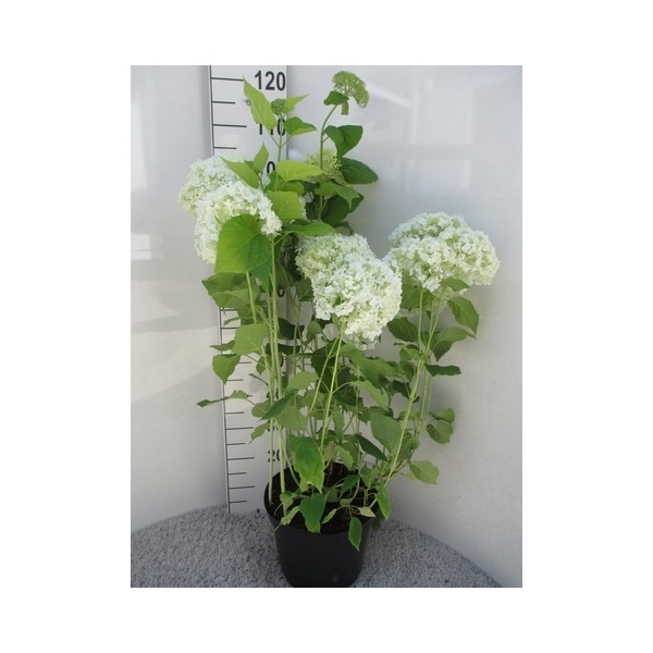 <h4>Hydrangea arb. Annabelle struik 110 cm P28</h4>