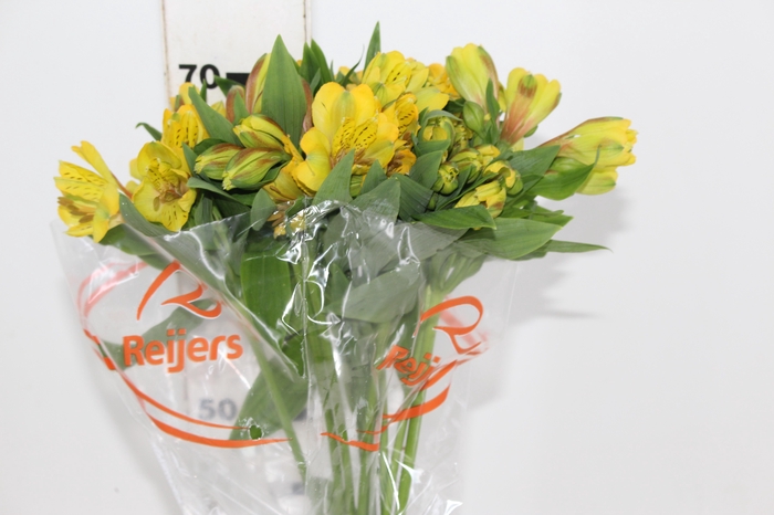 <h4>ALSTROEMERIA FLORIDA 070 CM</h4>