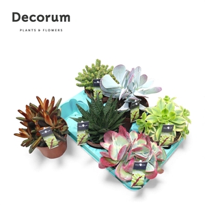Succulenten Mix (6spc.) (decorum)