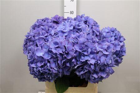 <h4>Hydr M Pimpernel</h4>