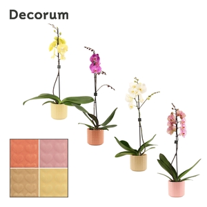 Phalaenopsis 1 tak 9+ mix in Kaya (Sympathetic moods-collection)