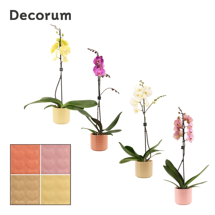 <h4>Phalaenopsis 1 tak 9+ mix in Kaya (Sympathetic moods-collection)</h4>