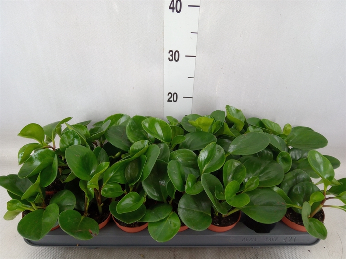 <h4>Peperomia</h4>