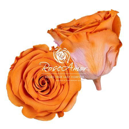 <h4>Lplus Bic12</h4>