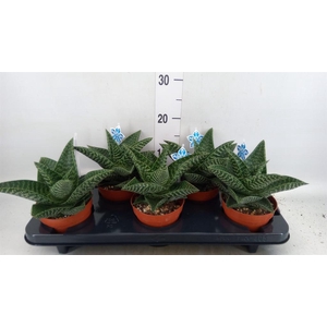 xGasteraloe  'Tiki Zilla'
