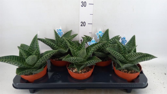 <h4>xGasteraloe  'Tiki Zilla'</h4>