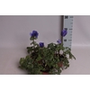 Anemone coronaria Animo Blue
