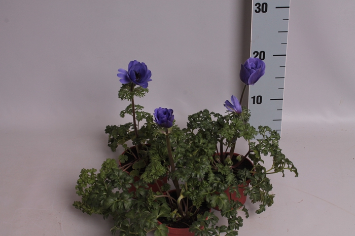 Anemone coronaria Animo Blue